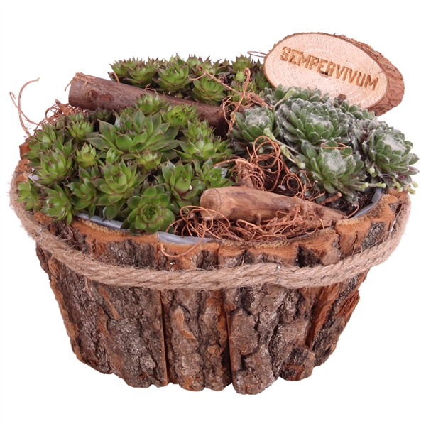 <h4>Sempervivum Arr. Outdoor Wooden Natural bark pot with rope 20cm</h4>