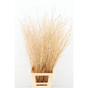 Betula Bs Paint Ant. Gold FST