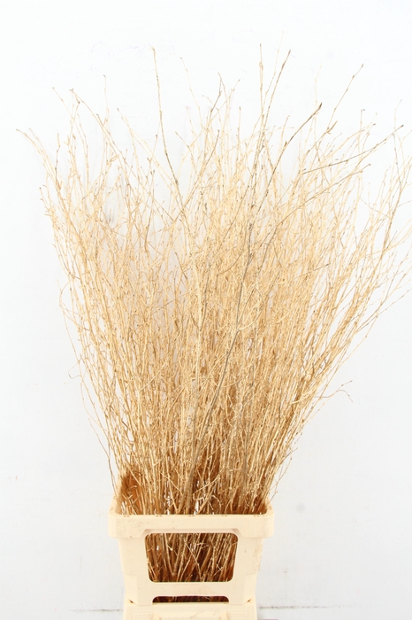 <h4>Betula Bs Paint Ant. Gold FST</h4>