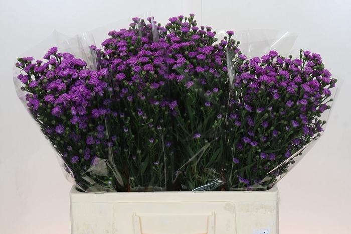 <h4>Aster Baby Pink</h4>