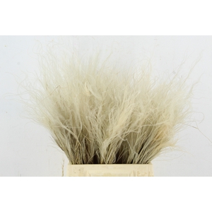 DF Stypha Penatta Nat. Bs 40gr