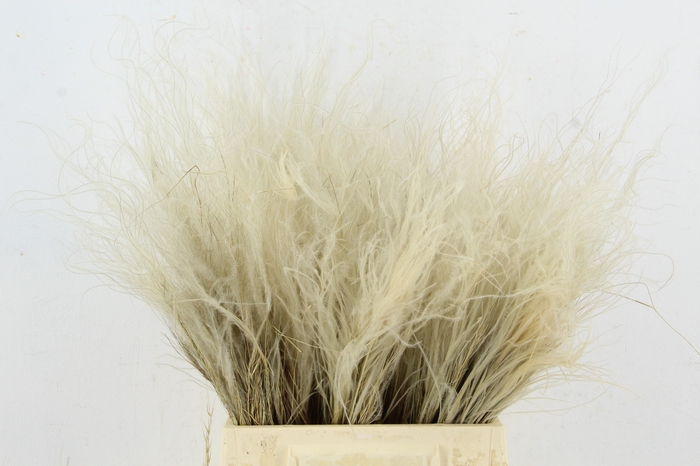 <h4>DF Stypha Penatta Nat. Bs 40gr</h4>