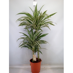 Dracaena fr de 'White Stripe'
