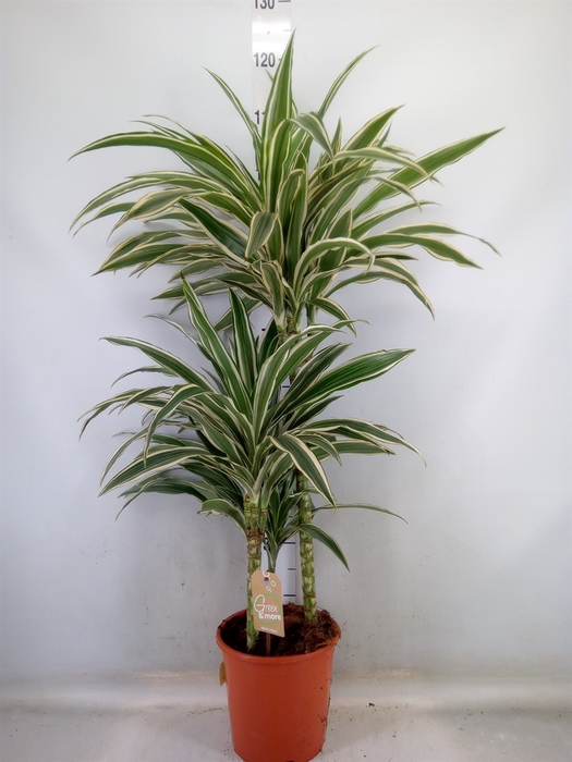 <h4>Dracaena fr de 'White Stripe'</h4>