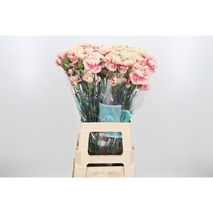 DI ST MERLETTO SALMON