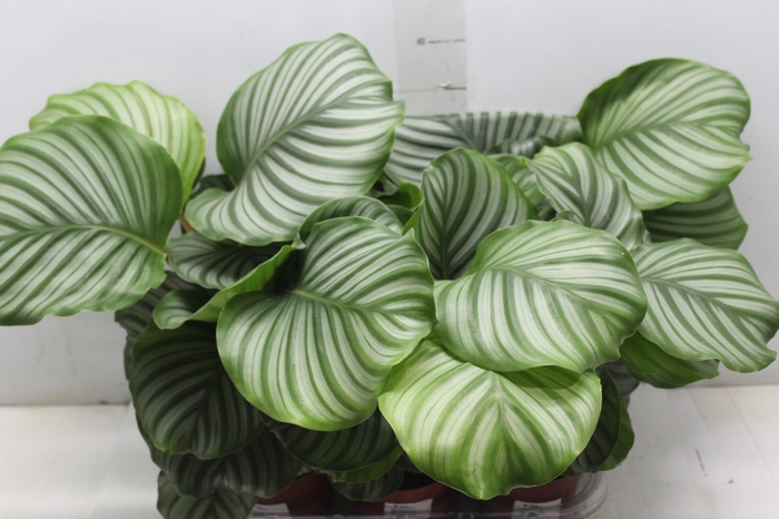 <h4>CALATHEA ORBIFOLIA P12</h4>