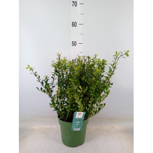 Ilex crenata 'Jenny'