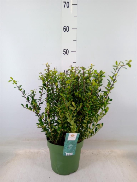 <h4>Ilex crenata 'Jenny'</h4>