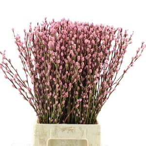 Salix Snow Flake Klb Light Pink