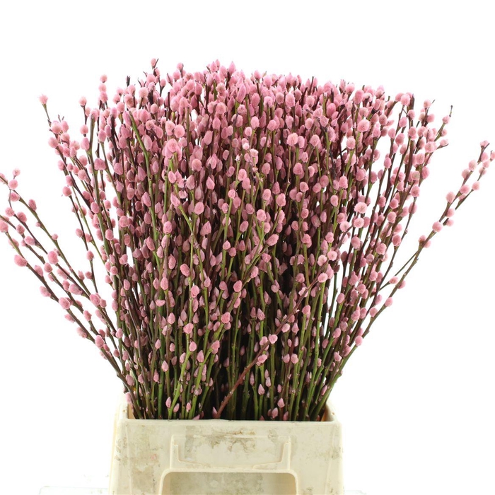 <h4>Salix Snow Flake Klb Light Pink</h4>