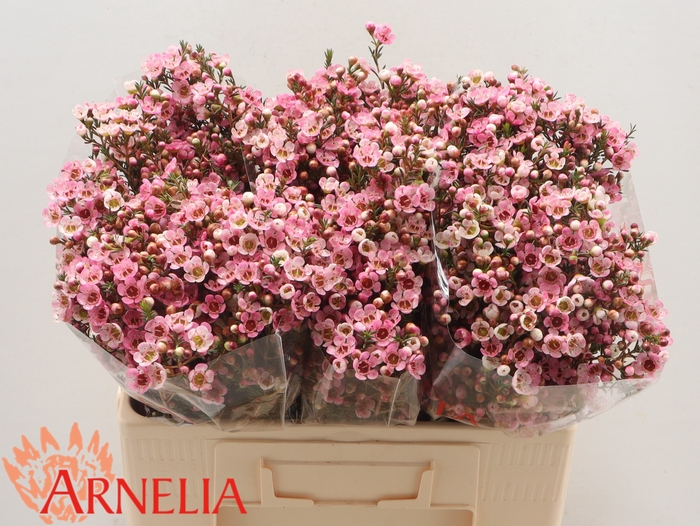 <h4>Chame Sarahs Delight Arnelia</h4>