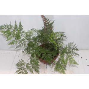 RENDA PORTUGUESA C21