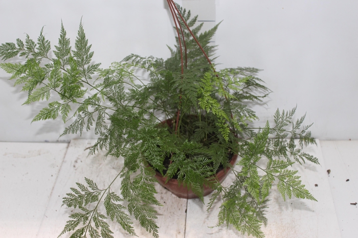 <h4>RENDA PORTUGUESA C21</h4>