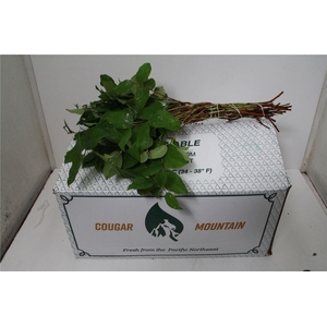 Salal Groot (p. Bos)