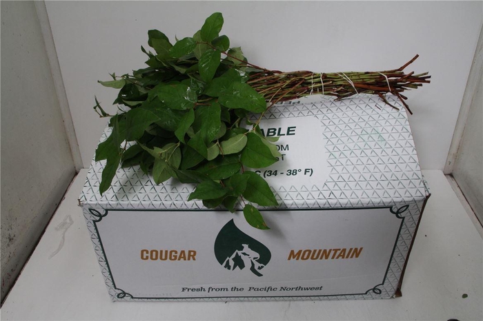 <h4>Salal Groot (p. Bos)</h4>