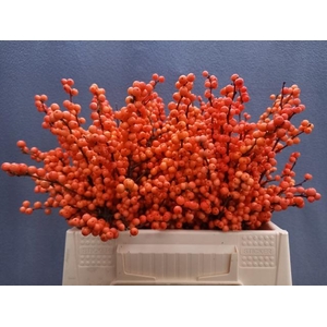 Ilex vert Winter Gold L 4