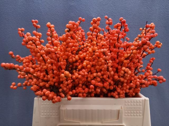 <h4>Ilex vert Winter Gold L 4</h4>