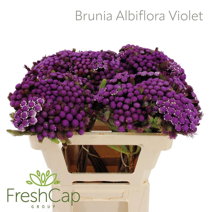 <h4>Albiflora Violet</h4>