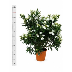 NERI OLEANDER