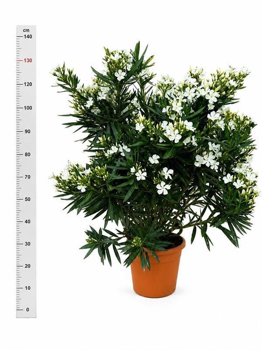 <h4>NERI OLEANDER</h4>