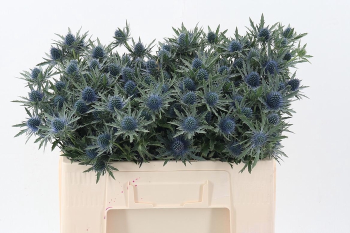 <h4>Eryn Aquarius Qstar</h4>