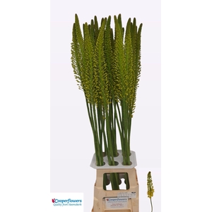 EREMURUS STENOPHYLLU