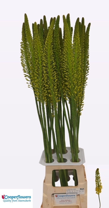 <h4>EREMURUS STENOPHYLLU</h4>