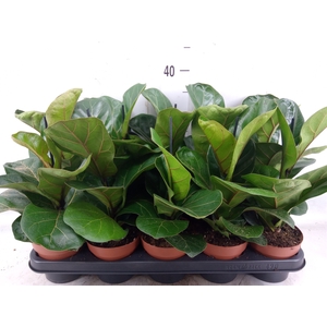 Ficus lyrata 'Bambino'