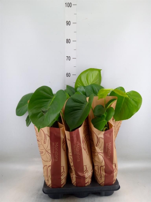 <h4>Monstera delic.</h4>