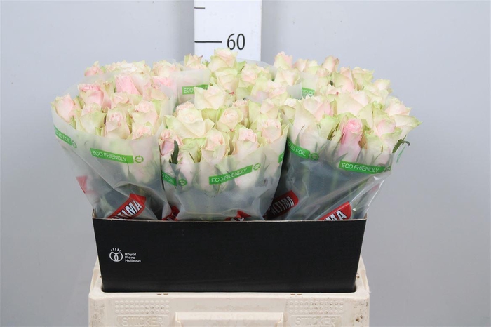 <h4>R Gr Pink Athena</h4>