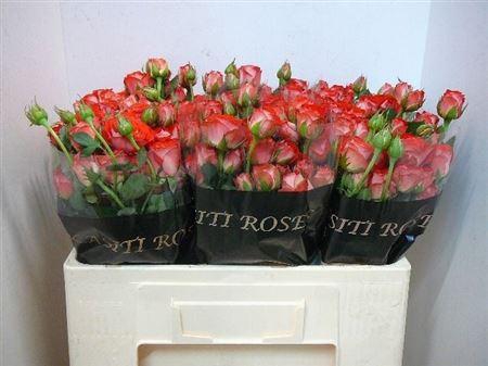 <h4>R Tr Zadique</h4>