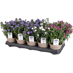 Aster  'Crown'   ...mix