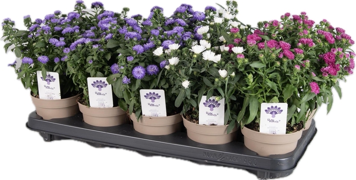 <h4>Aster  'Crown'   ...mix</h4>