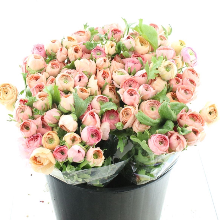 <h4>Ran El Salmon Super</h4>