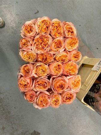 <h4>R GR Juicy Xpression</h4>