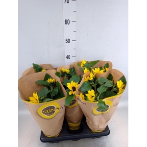 Helianthus an. 'Sunsation'