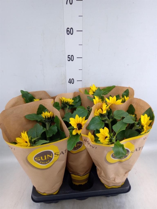 <h4>Helianthus an. 'Sunsation'</h4>