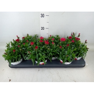 Dianthus  'Oscar Red'