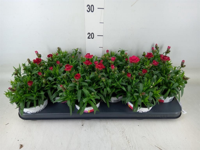 <h4>Dianthus  'Oscar Red'</h4>