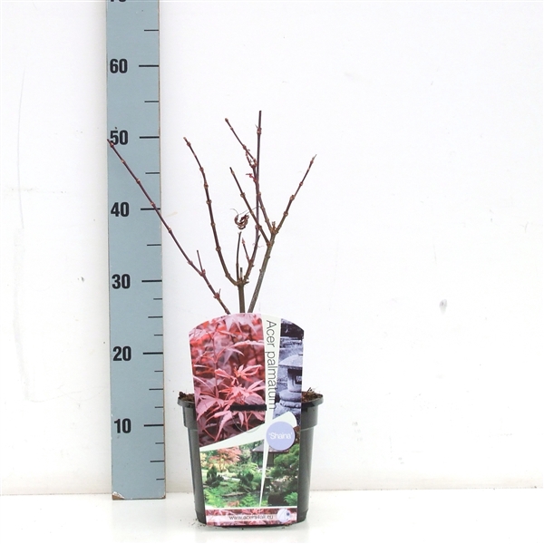 <h4>Acer palmatum 'Shaina' P19</h4>