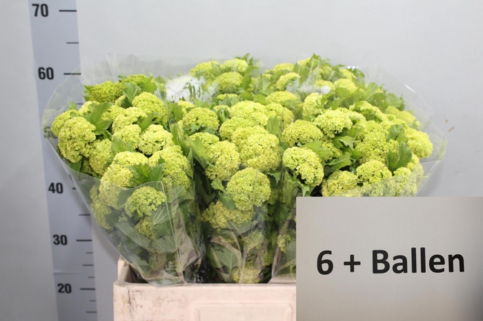 <h4>VIBURNUM ROSEUM ST</h4>