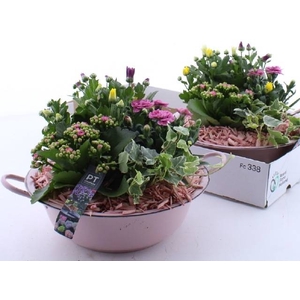 ARR TUINPLANTEN