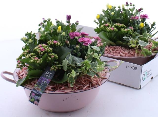 <h4>ARR TUINPLANTEN</h4>