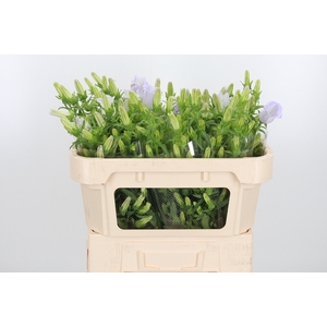 Campanula Cham Lavender