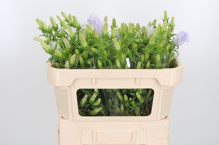 <h4>Campanula Cham Lavender</h4>