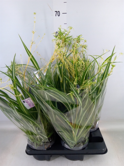 <h4>Chlorophytum com. 'Variegatum'</h4>