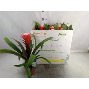 Guzmania  'Hope'