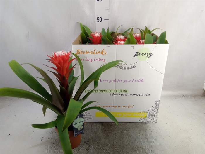 <h4>Guzmania  'Hope'</h4>