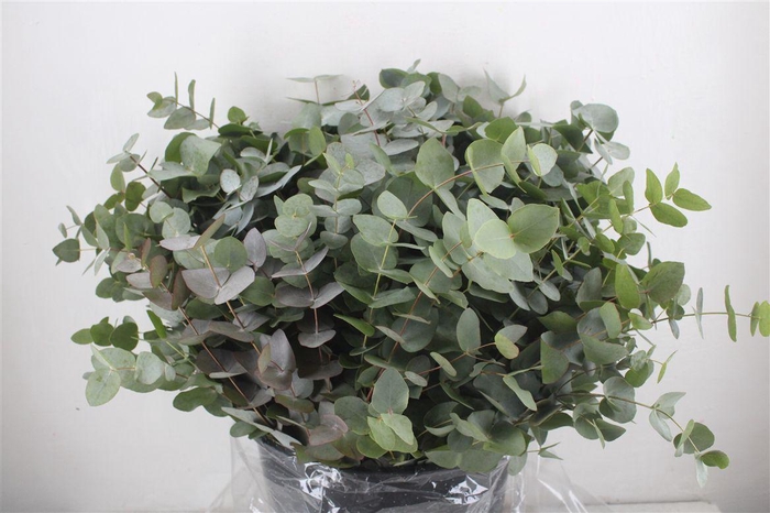 <h4>Euca Cinerea Short 300gr P Bunch</h4>