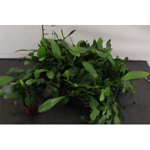 Mini.. Epiphyllum Pumilum 5.5 Cm. Pot